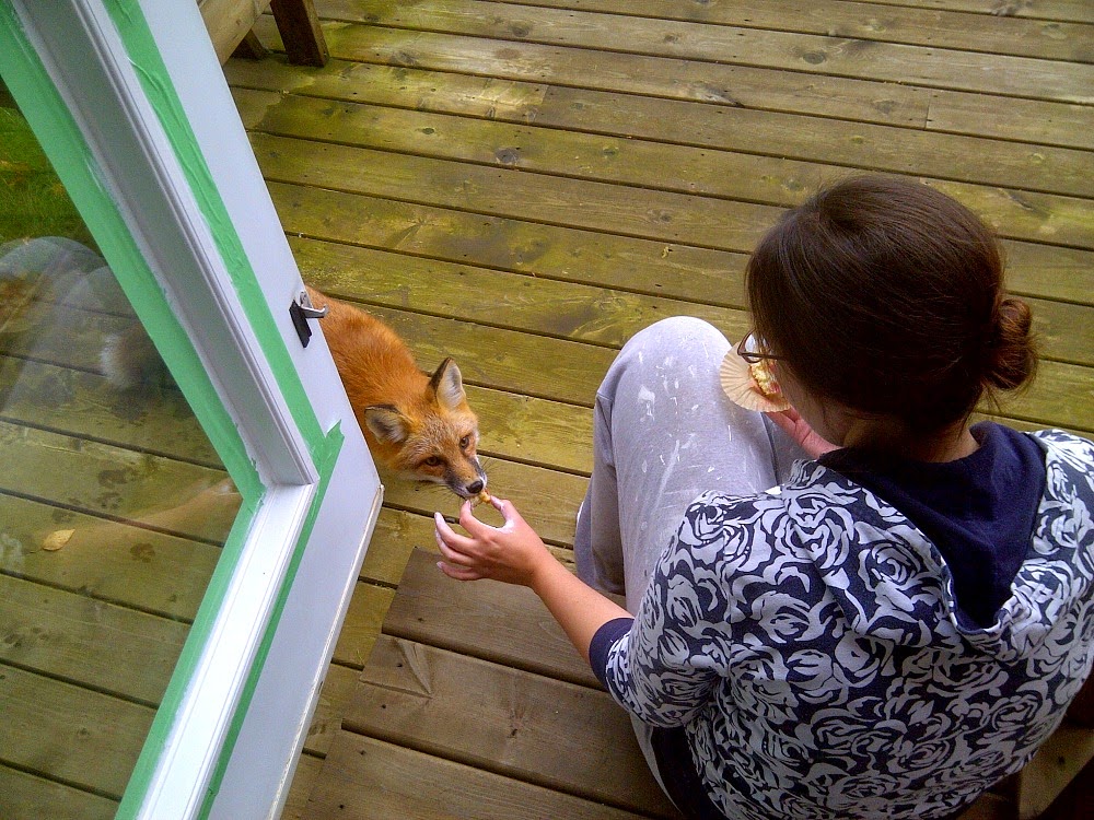 Feeding foxes