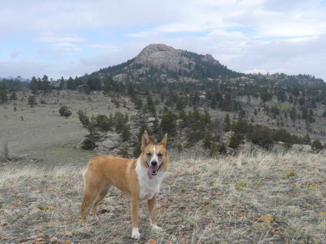 Lupe SE of Buzzard Peak and ready for a romp.