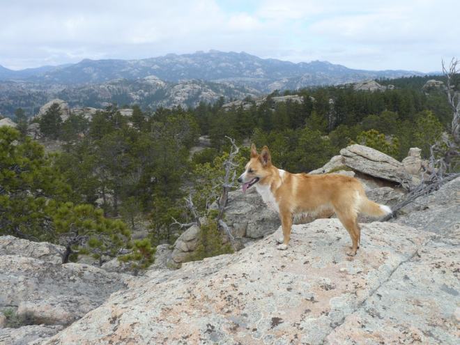 Lupe SE of Buzzard Peak in the Laramie Range. Photo looks W.