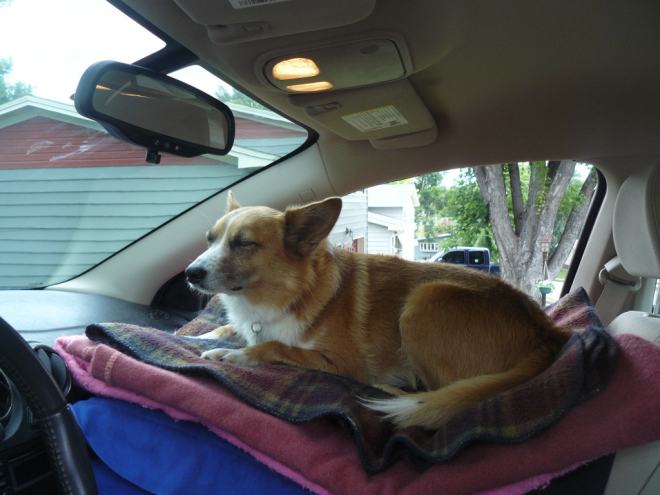 Lupe became bored in the G6 waiting for her great summer of 2015 Dingo Vacation to begin while SPHP kept thinking of more things to do before departure.