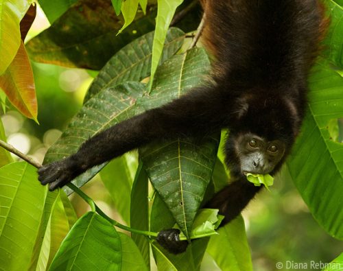 what do howler monkeys eat