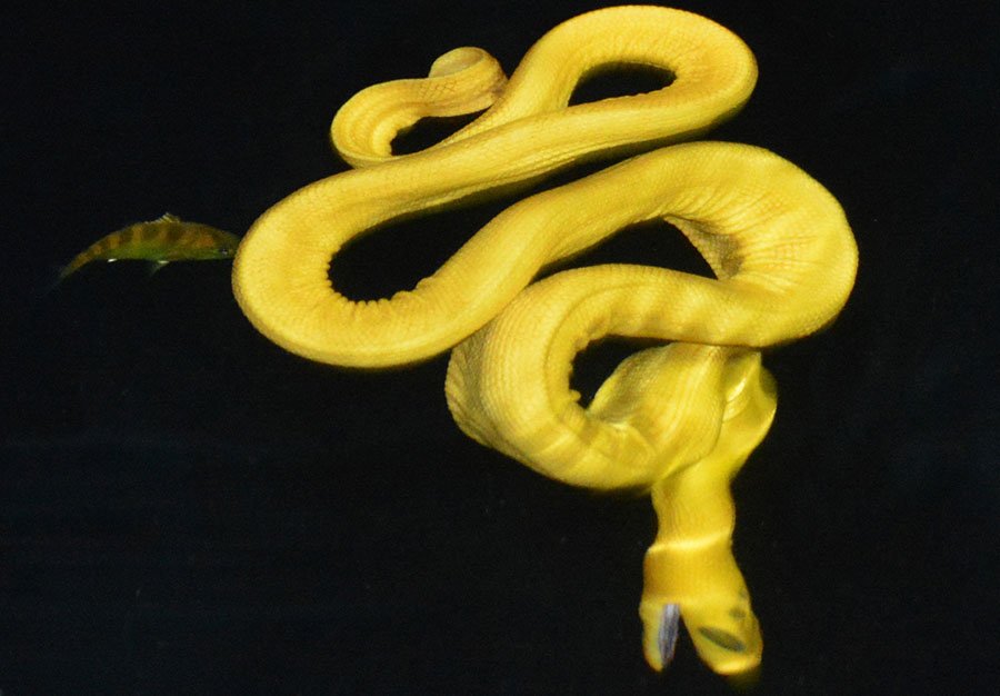 yellow bellied sea snake