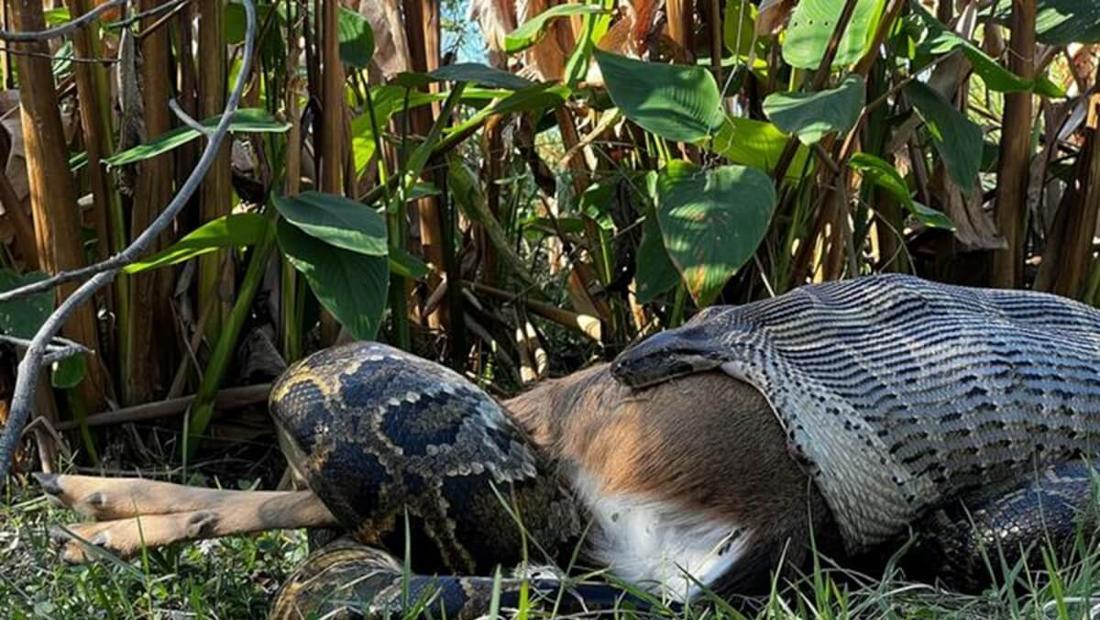 Python swallows adult deer whole, scientists warn