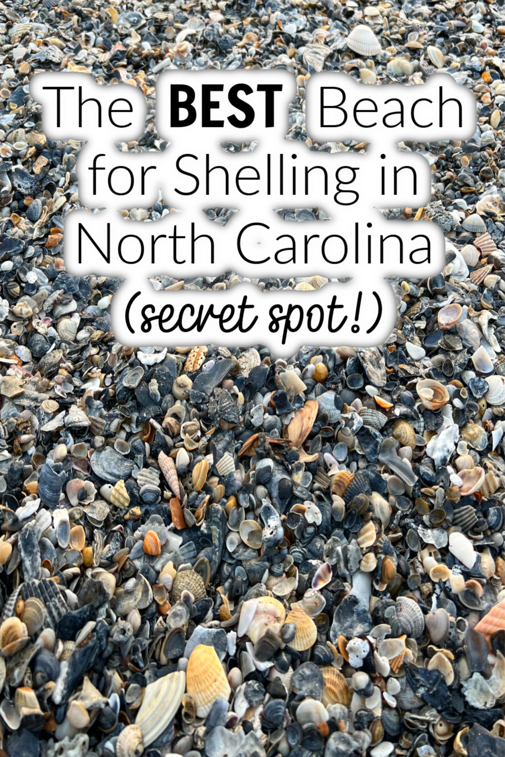 The BEST Beach for Shelling in North Carolina (secret spot!)