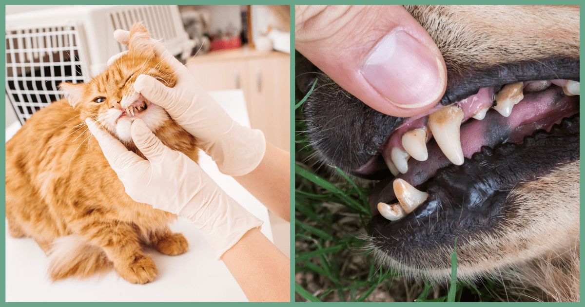 February is National Pet Dental Month