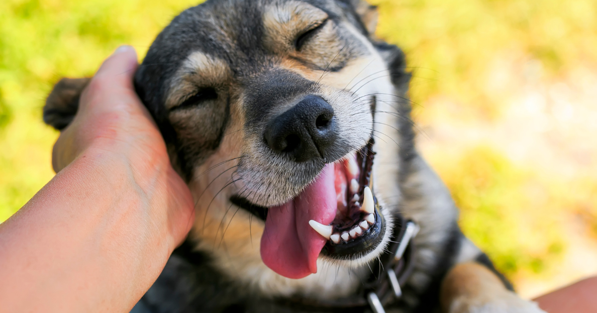 February is National Pet Dental Health Month