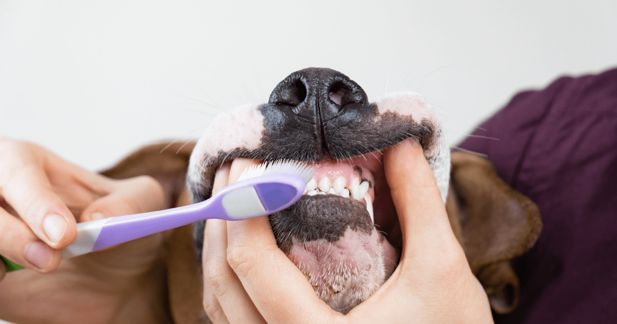 4 Easy Steps to Home Dental Care for your Cat or Dog