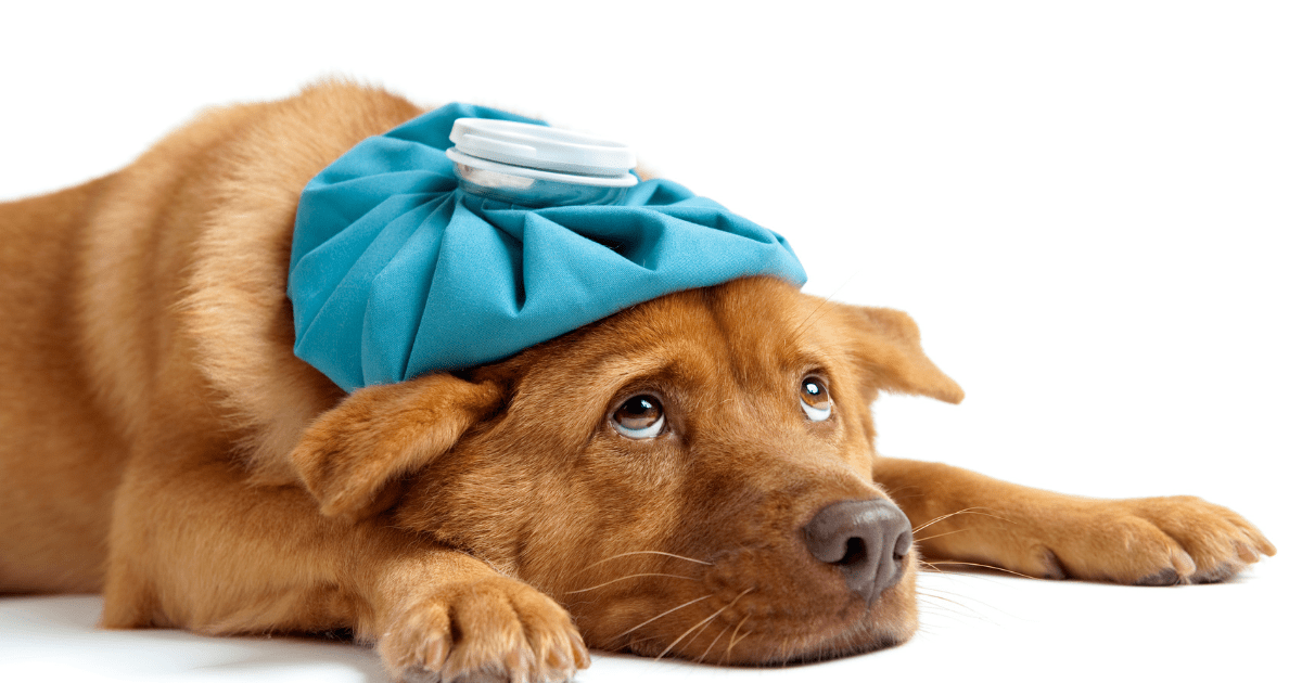 Seeking Veterinary Attention for a Vomiting Dog or Cat