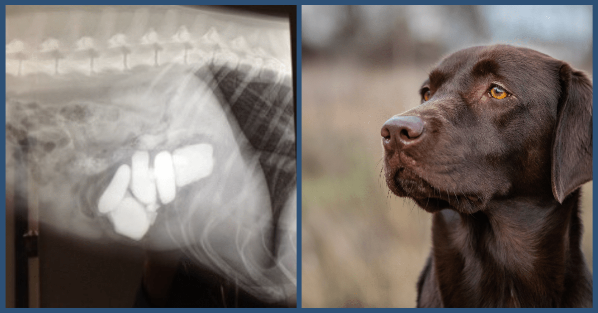 The Dog Who Loved to Eat Rocks - Buddy's Foreign Body Ingestion