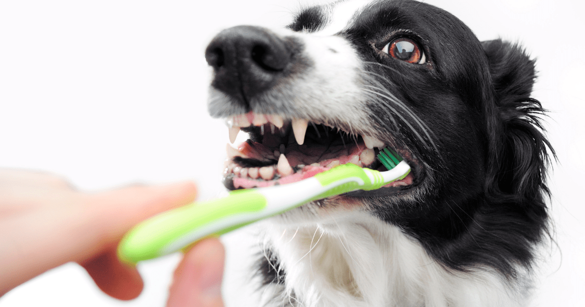 Why Does My Dog or Cat Have Bad Breath?