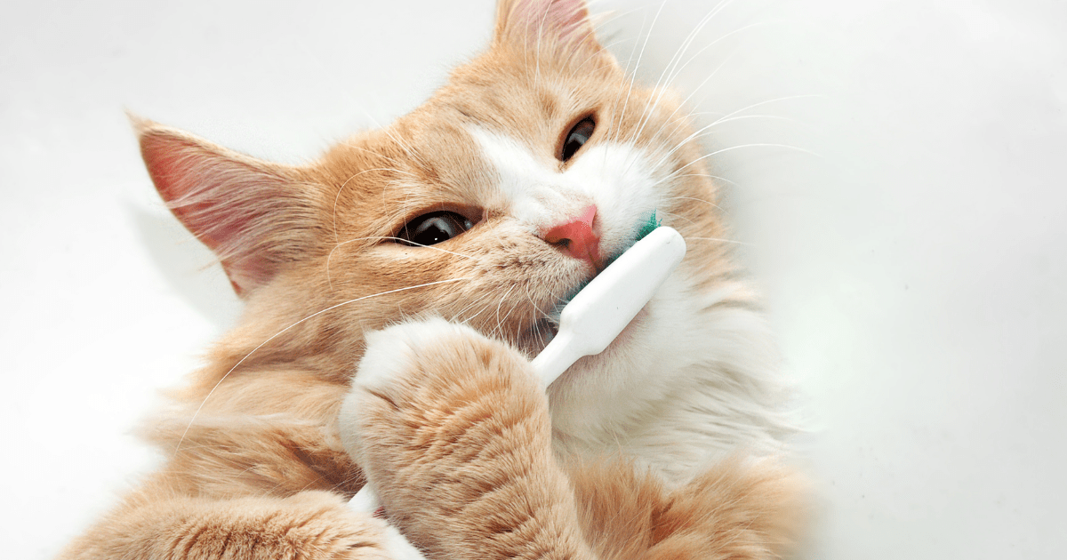 Assessing and Treating Your Pet's Oral Health