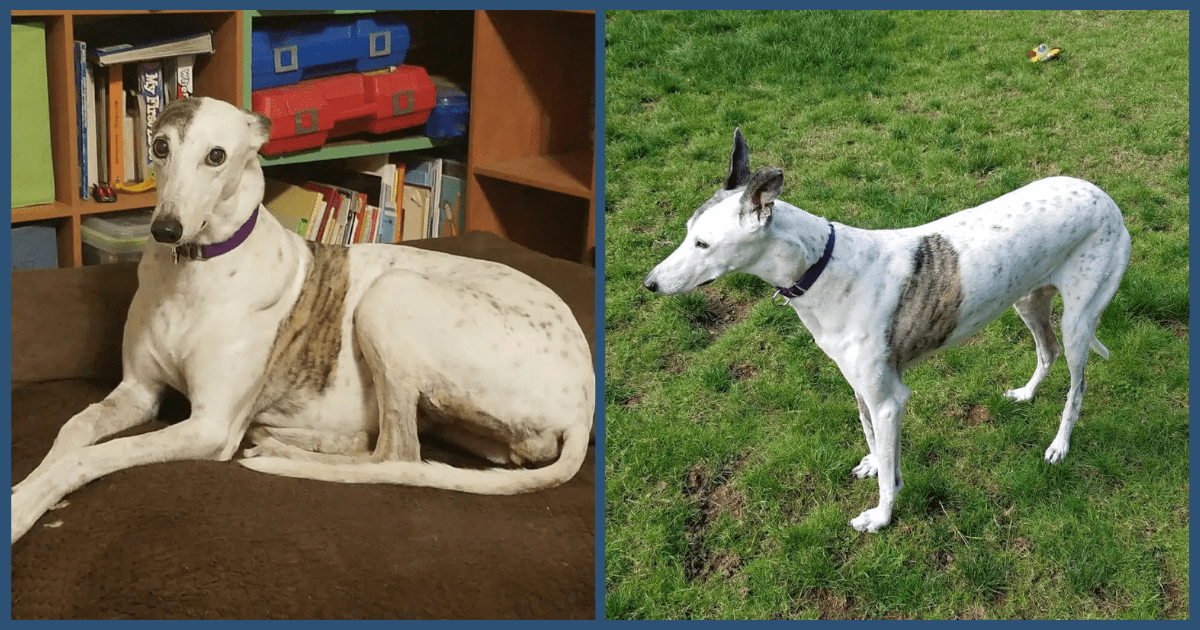 Dog of the Month, December 2019: Gracie