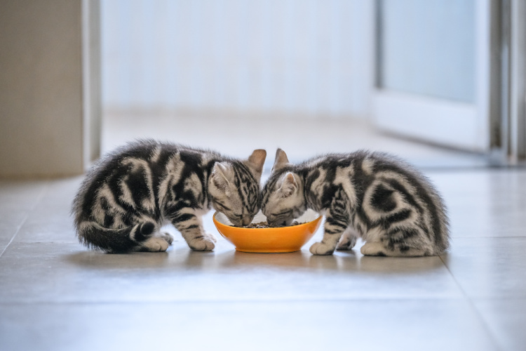 Nutrition Counseling for Cats at Bothel Pet Hospital