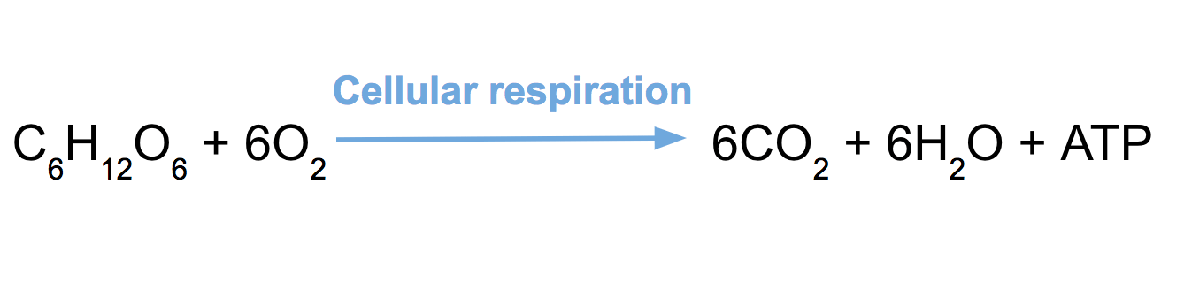 Cellular Respiration Review Article