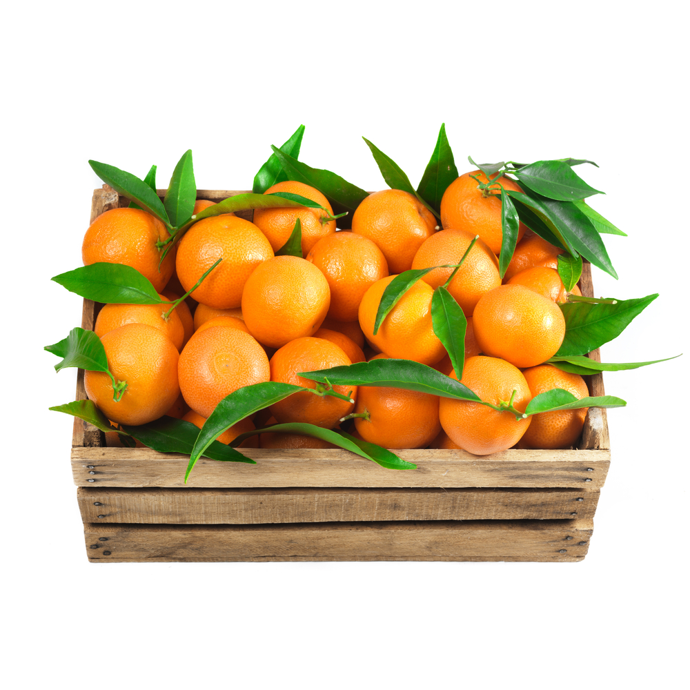 citrus crop