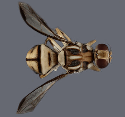 Tau Fruit Fly