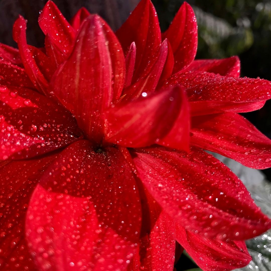 red flower