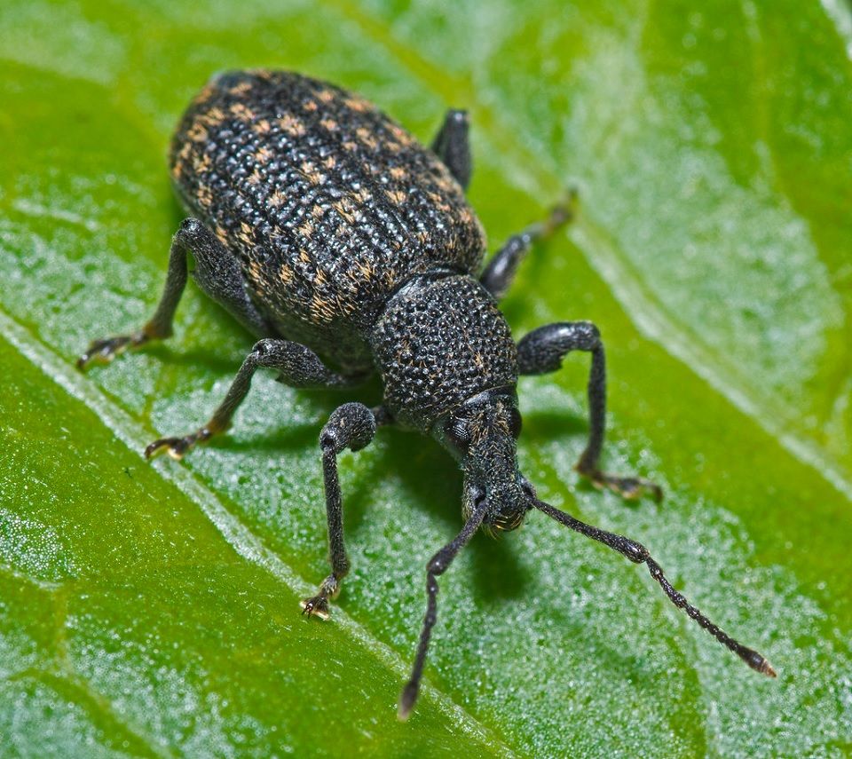 12 Natural Ways to Get Rid of Black Vine Weevil in Garden