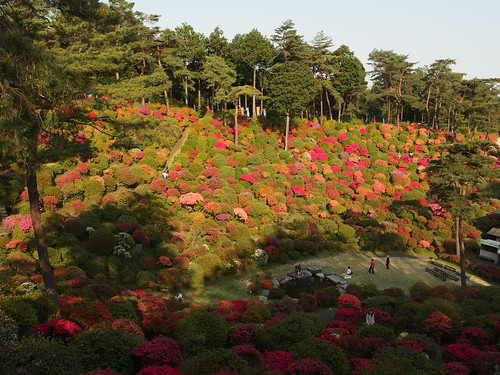 Azalea Festival at Shiofune Kannon-ji Temple in Ome