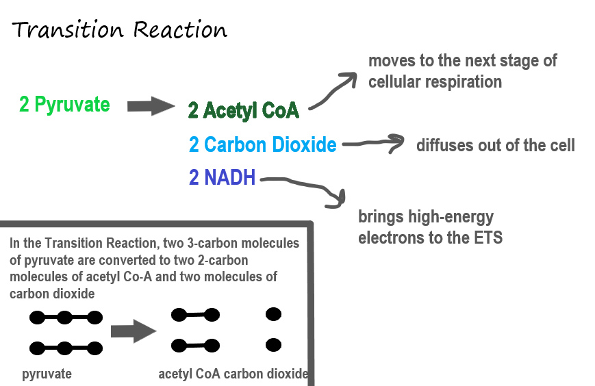 4 10 Cellular Respiration Human Biology