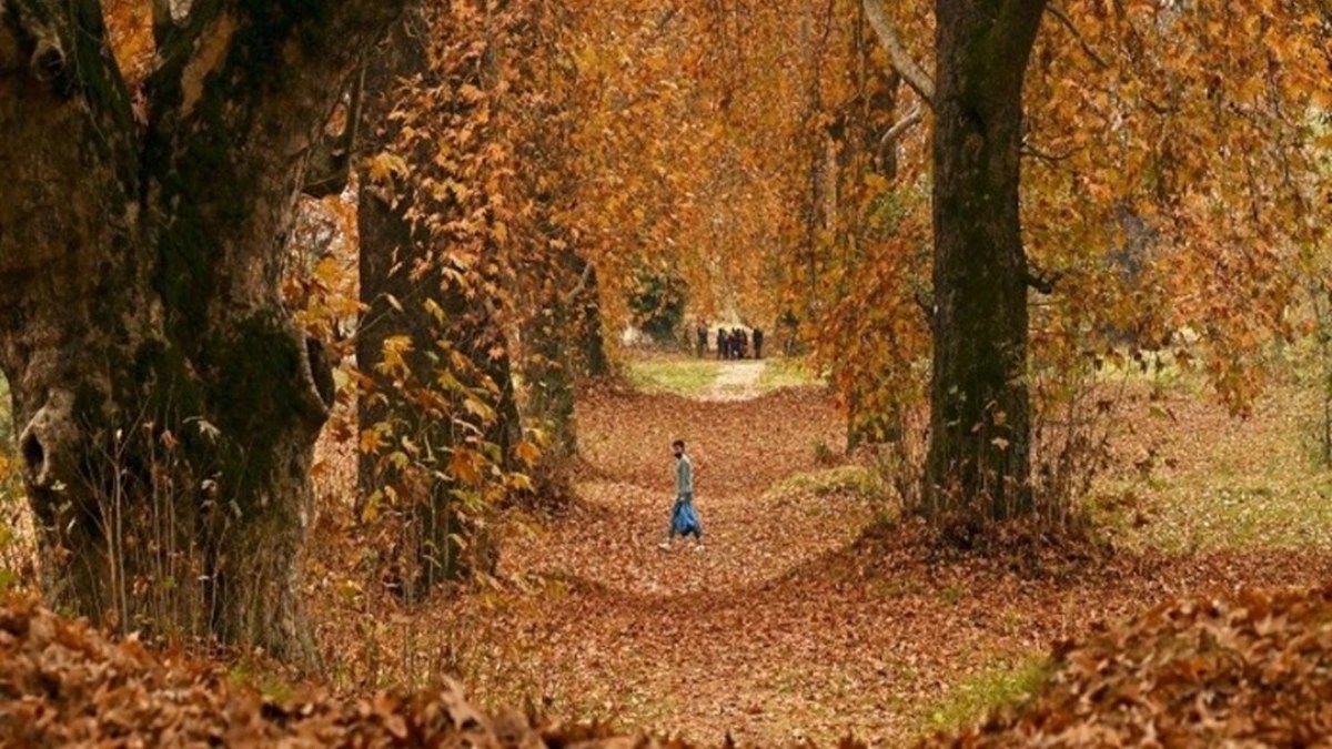 Kashmir Chinar Trees