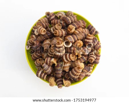 Where it is known by the name of belitung and siput sedut in malay, . Sedution Stock Photos Stock Images And Vectors Stockfresh