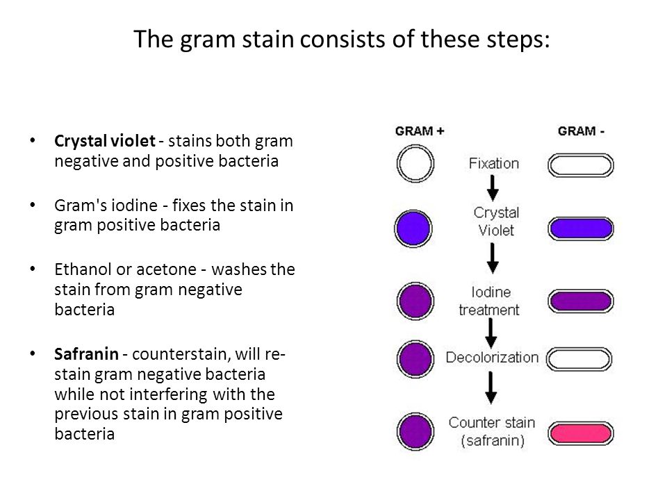 Gram Stain Chart