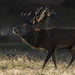 Backlit stag