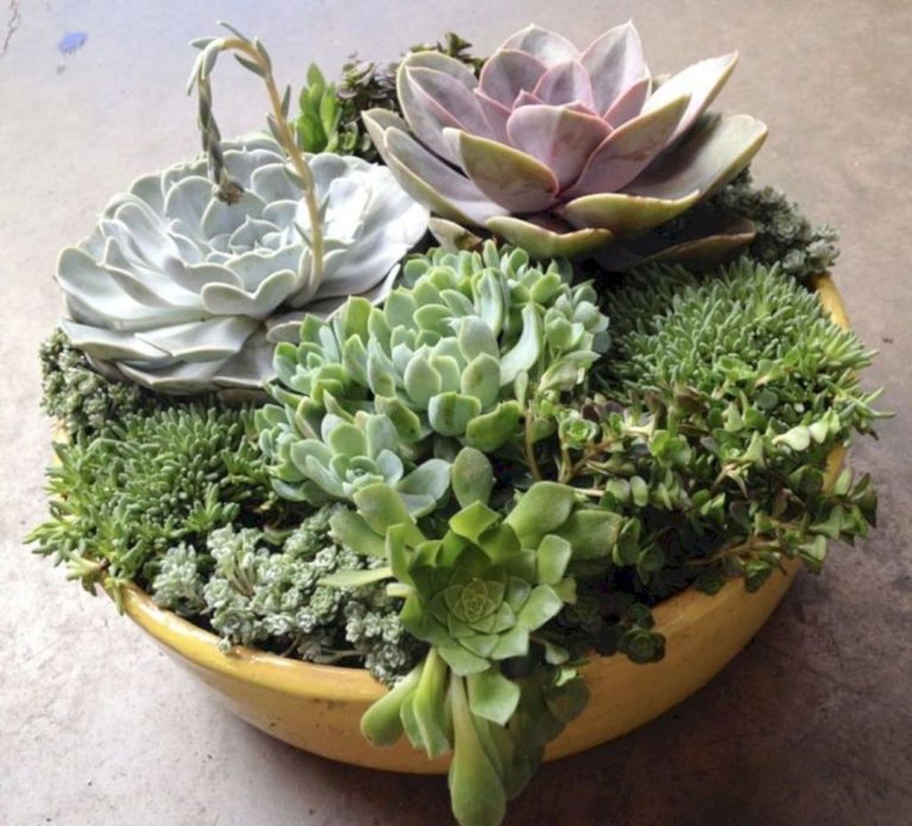 Beautiful Outdoor Succulent Planter Ideas 07