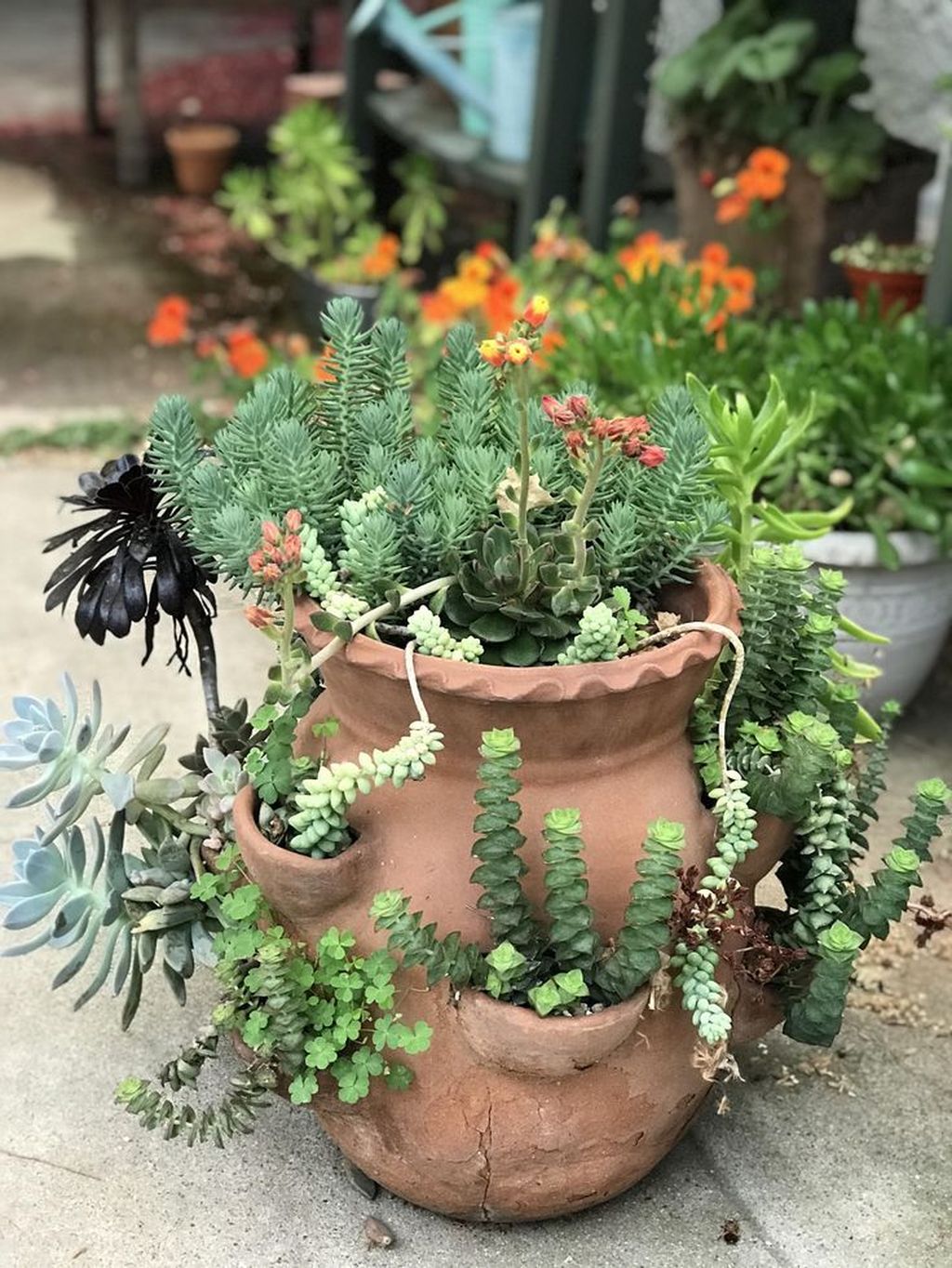 Beautiful Outdoor Succulent Planter Ideas 24