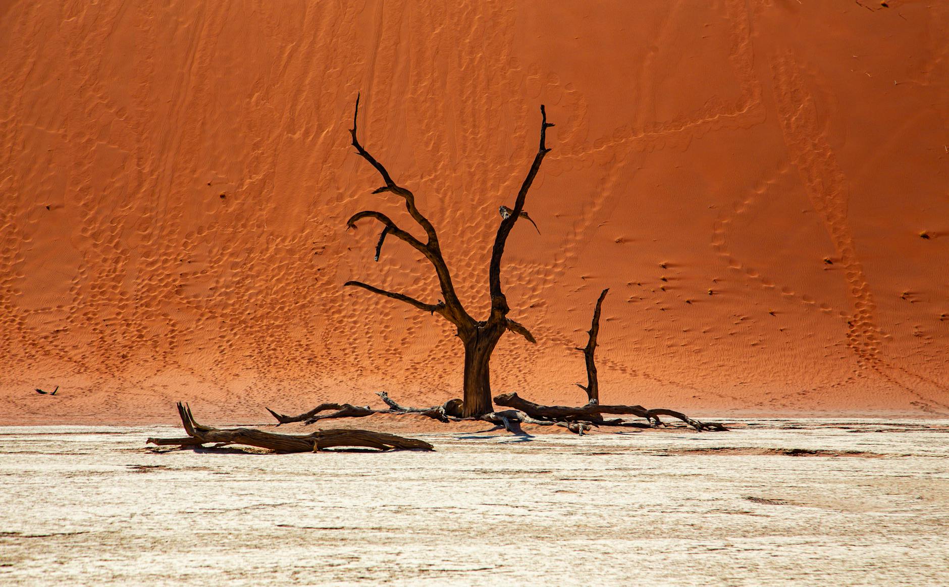 empty tree on a desert