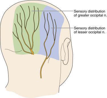 Lesser Occipital Nerve Blocks Coding