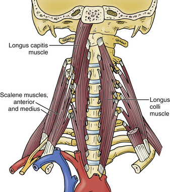 Applied Anatomy of the Cervical Spine | Neupsy Key