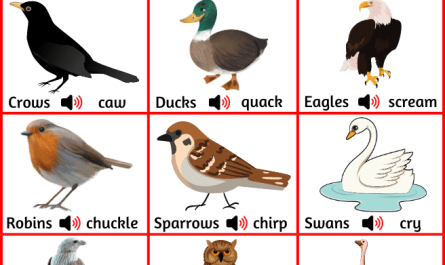 birds-and-their-sounds