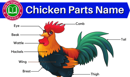 chicken body parts name in english