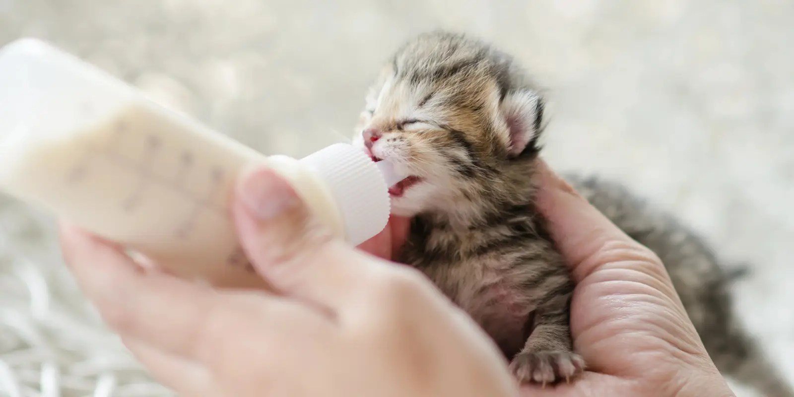 bottle feeding kitten milk replacer in human hands