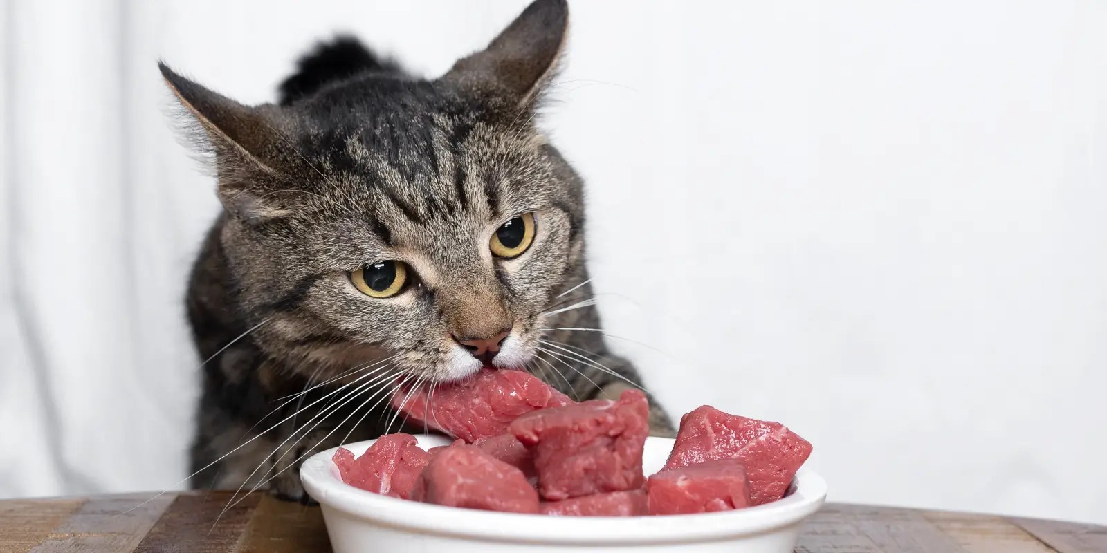 tabby cat eating raw meat from white bowl