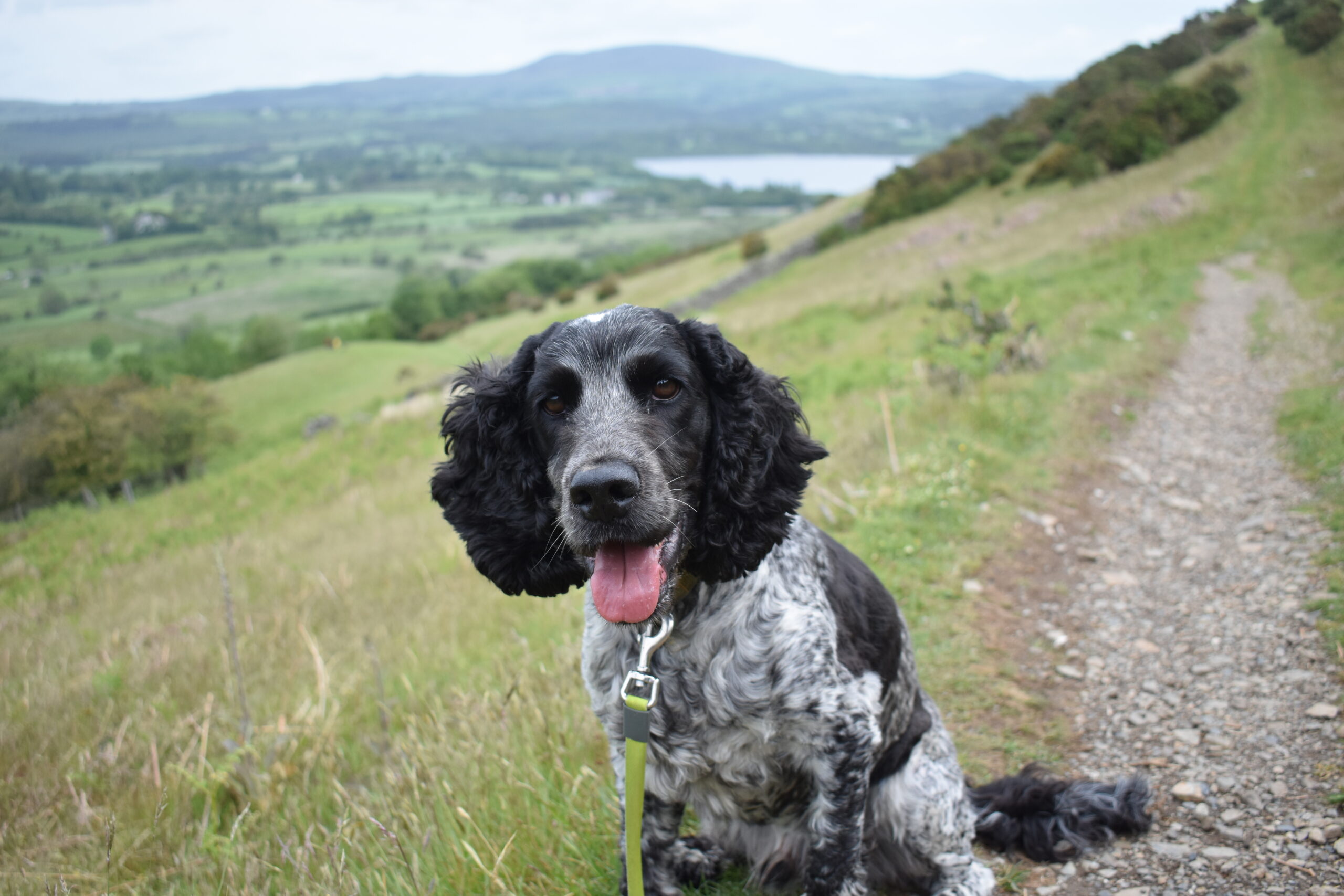 Merry, a blue roan cocker spaniel, is sitting on the path up Sale Fell in the Lake District.