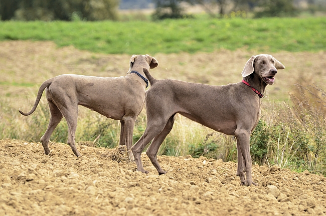 Weimaraners in the field