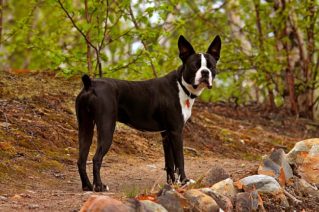 boston terrier