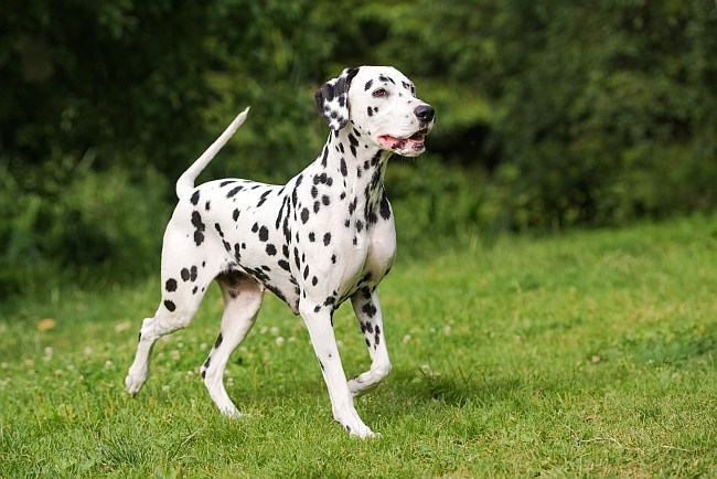 dalmatian