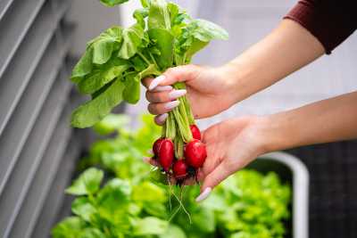 Fresh Home Grown Radishes Free Photo