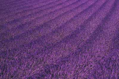 Lavender Field Background Free Photo