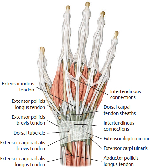 Wrist Extensor Tendons