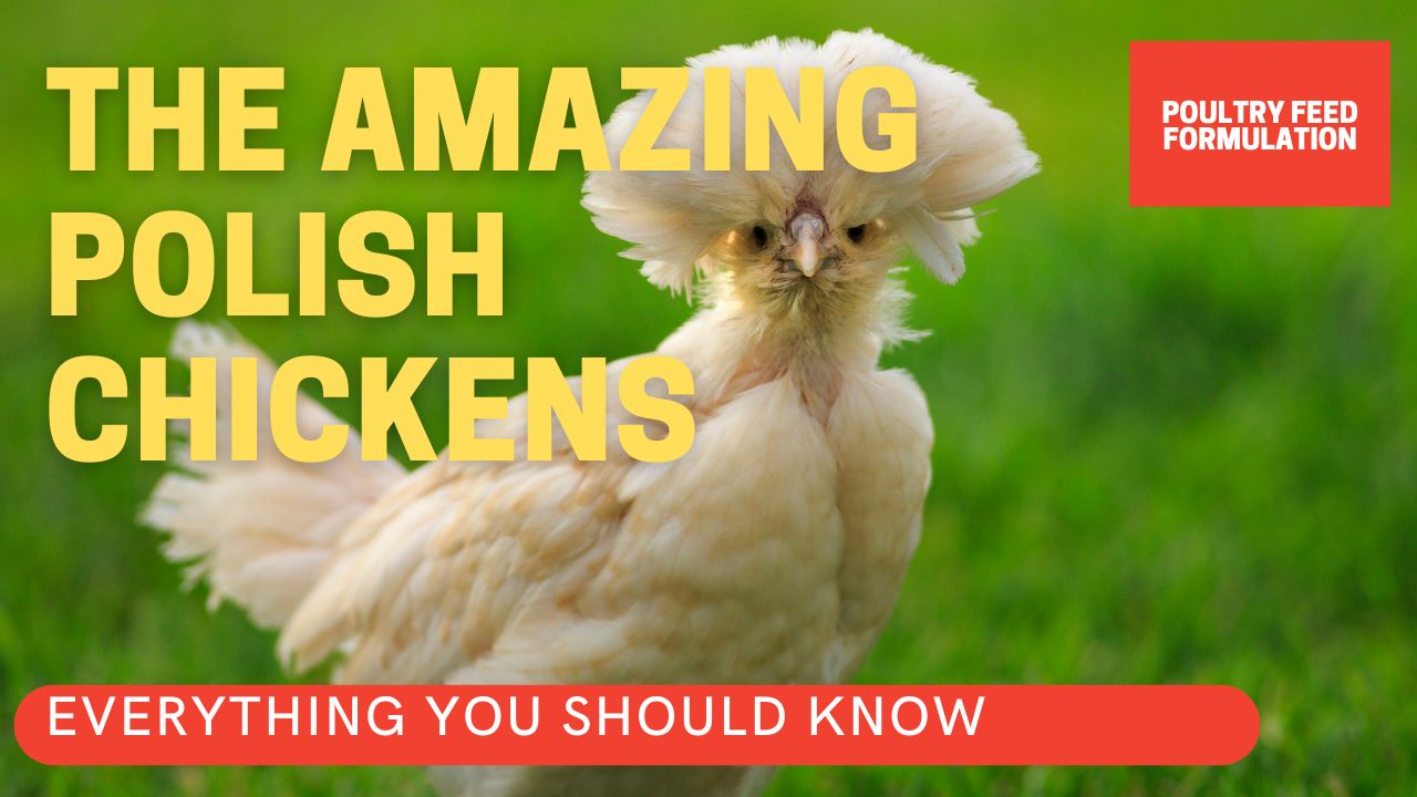 the amazing polish chickens