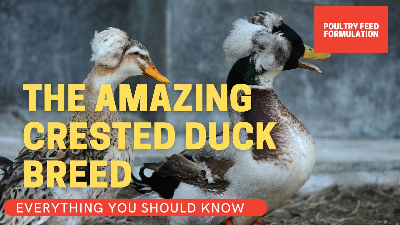 crested duck breed