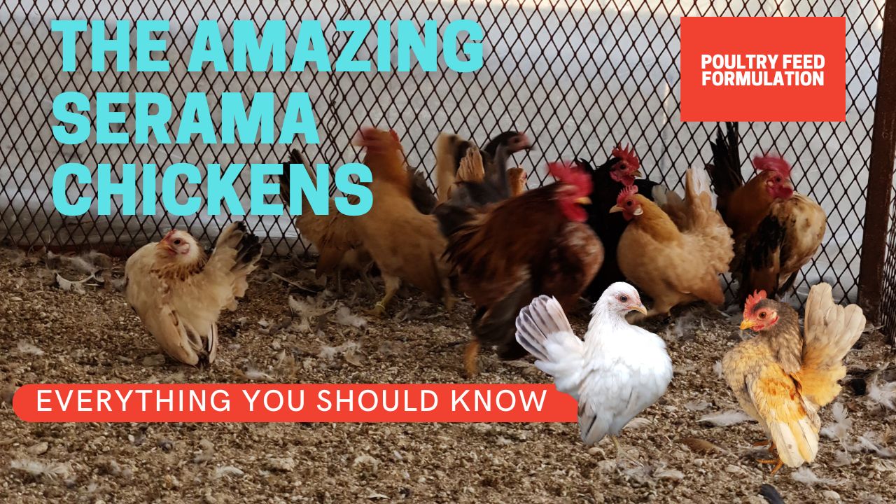 serama chickens