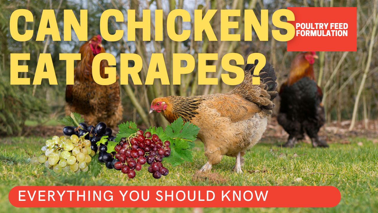 can chickens eat grapes