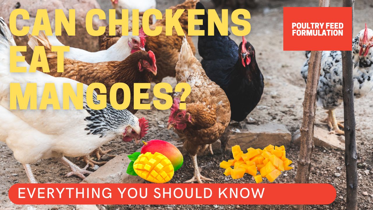 can chickens eat mangoes