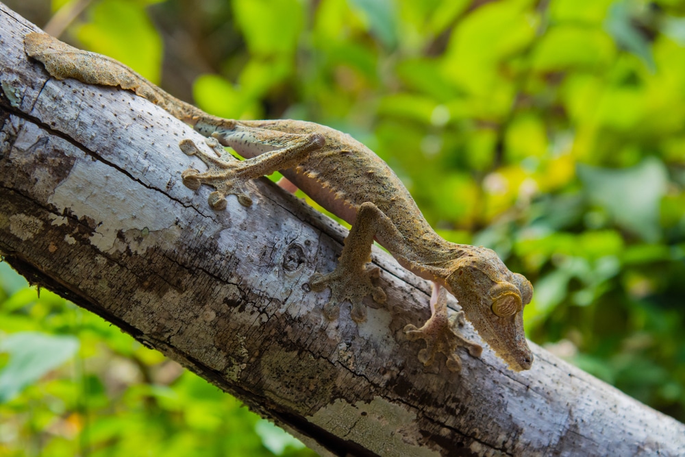 leaf tailed gecko in sunlight - leaf tailed gecko uvb and lighting